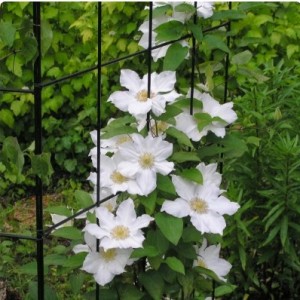 Клематис Токи