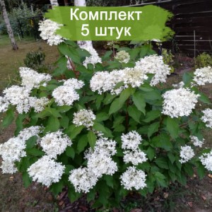 Комплект 5шт / Гортензия Prim White (метельчатая)