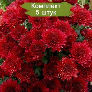 Комплект 5шт / Хризантема Branhill Red (Мультифлора/Бордовая) (Предзаказ)