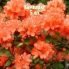 Комплект 5шт / Рододендрон Гейша Оранж: фото и описание