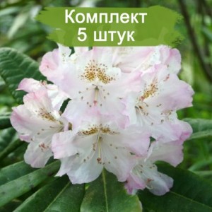 Комплект 5шт / Рододендрон Сан Мишель (розовый)