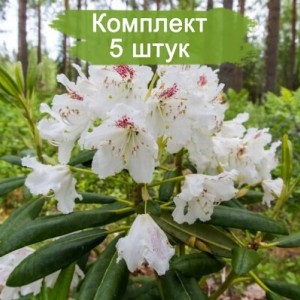 Комплект 5шт / Рододендрон Тигерштэт (белый)