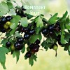 Комплект 5шт / Смородина золотистая Барнаульская: фото и описание
