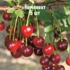 Комплект 5шт / Вишня Алекса: фото и описание