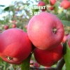 Комплект 5шт / Яблоня Алтайская красавица: фото и описание